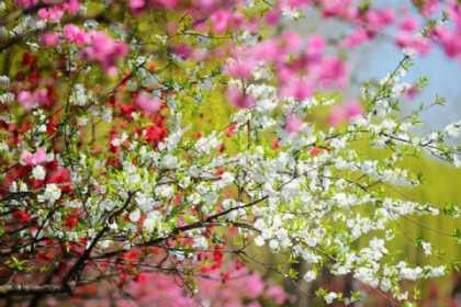 Şənbə gününün HAVA PROQNOZU