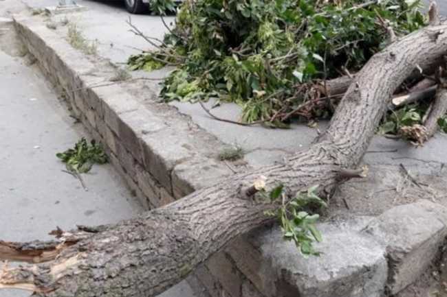 Bakıda güclü külək səbəbindən 34 ağac aşıb