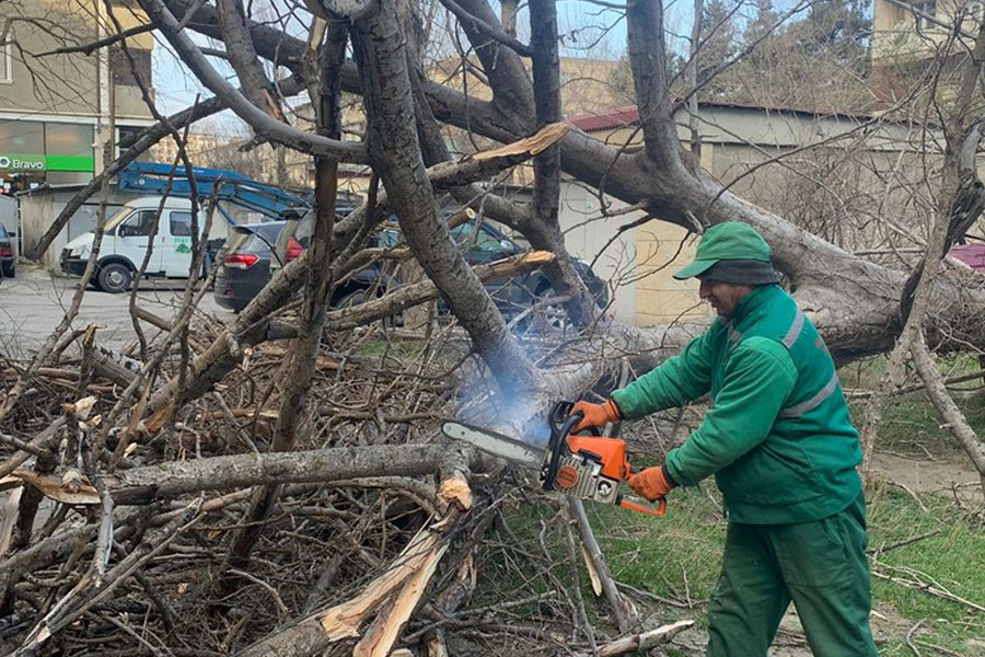 Güclü külək Bakıda 15 ağaca ziyan vurub